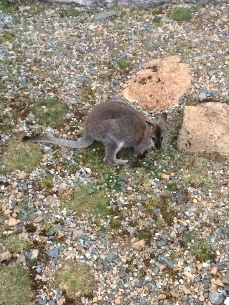 a wallaby