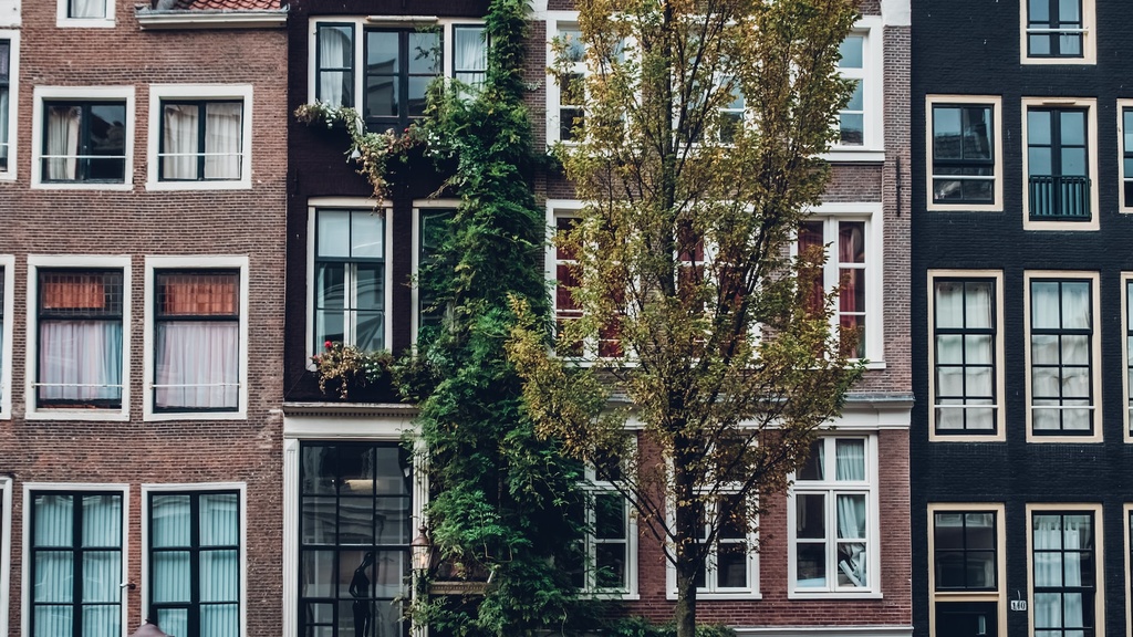 tree in Amsterdam