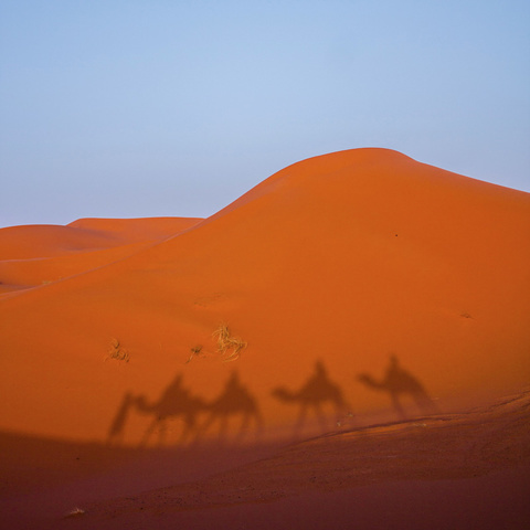 desert scene with shadows of four camels