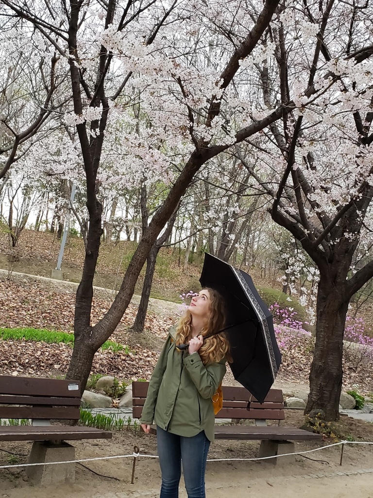 Taylor Wertheim holding umbrella under cherry blossom trees in Japan