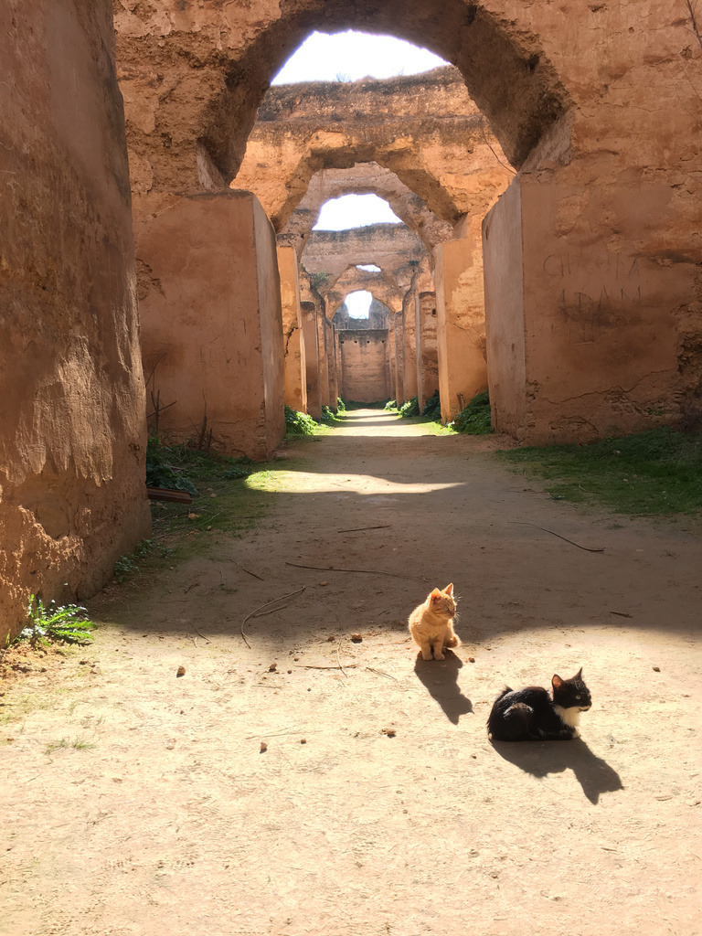 A couple of cats in the sun at the historic Royal Stables in Meknes