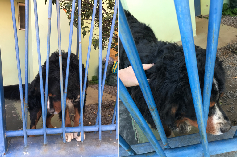 Behind that dark blue fence to the left lives a mammoth like Burmese mountain dog named Tupac. I try to pet him every time I pass by for good luck and good karma. 