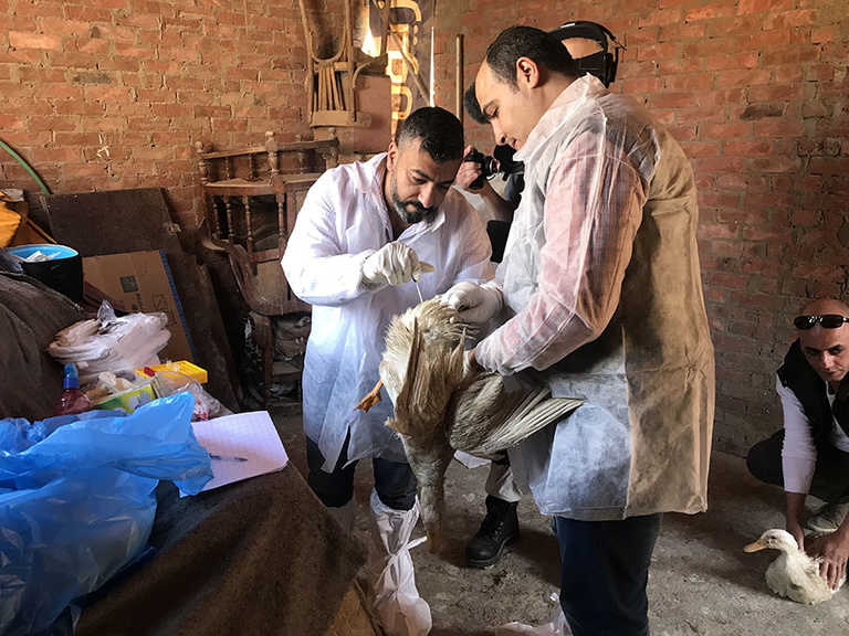 sampling-poultry-in-egypt-small