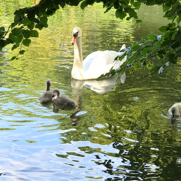 While these swans flock together, my dad would say "it's time to push that baby out of the nest and make it fly."