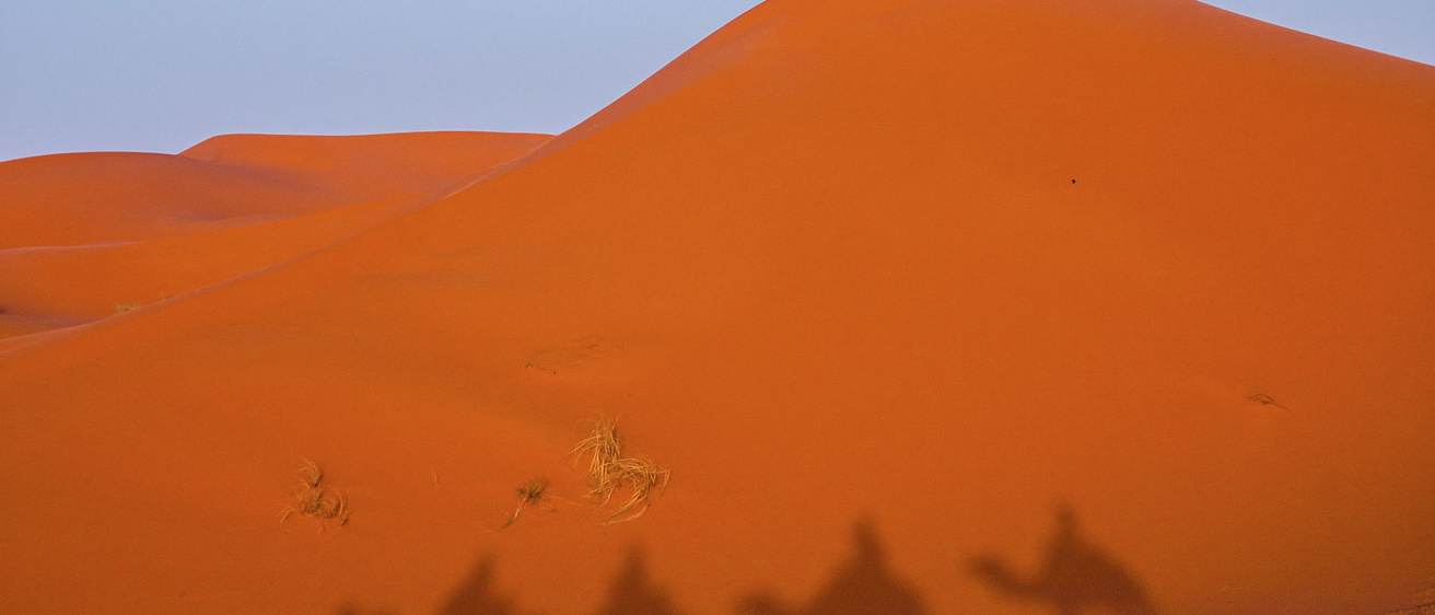 shadows of camels walking across desert